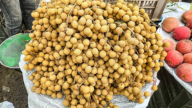 বাজারে ব্যাপক হারে চাহিদা ও বিক্রি বেড়েছে কাঠলিচু বা পিচ ফলের